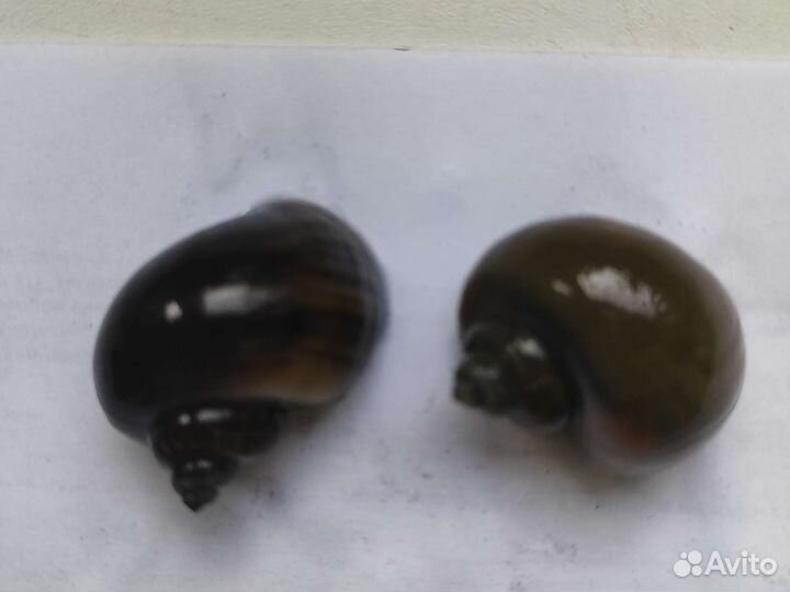 Продам улиток