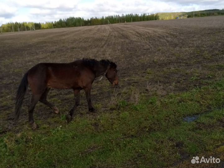 Продажа лошадь жеребец