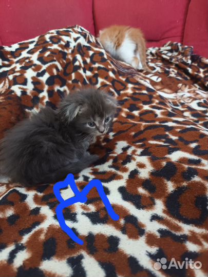 Отдадим котят