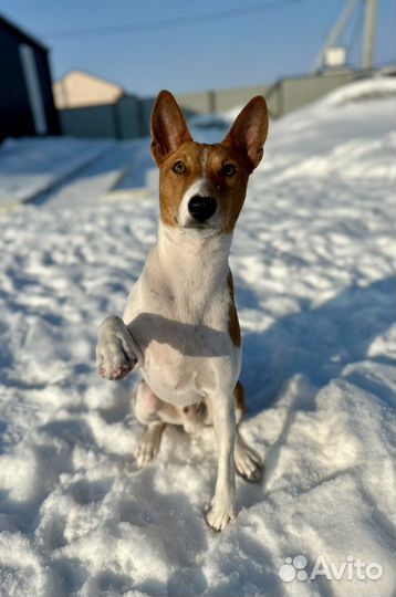 Басенджи вязка