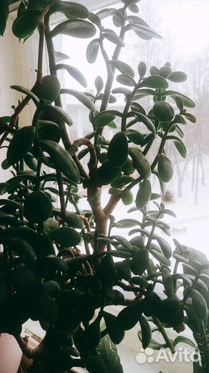 Отростки цветов