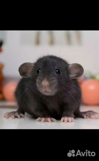 Крыса дамбо