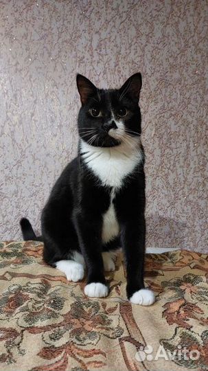 Швепс ищет дом