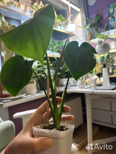 Монстера делициоза детки