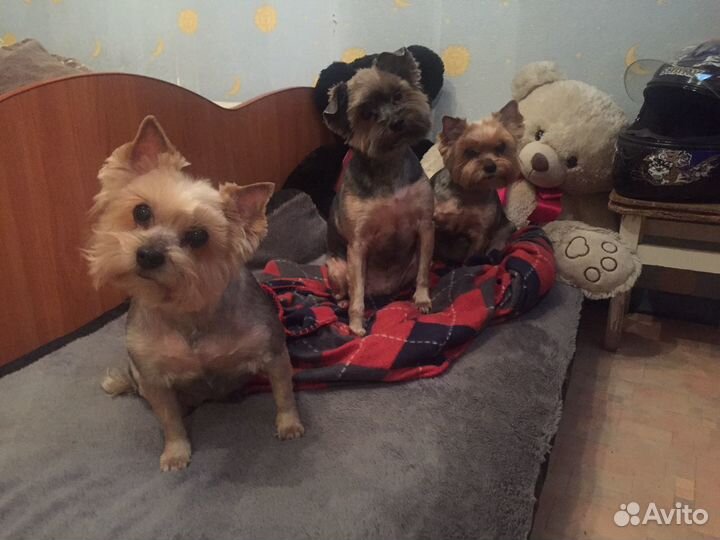 Передержка собак