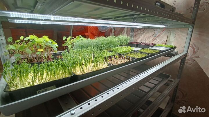 Микрозелень