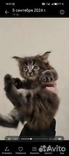 Котята мейн-кун