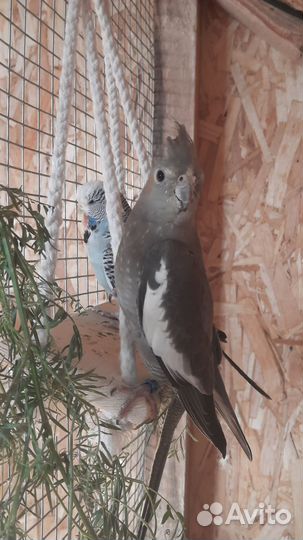Попугай корелла