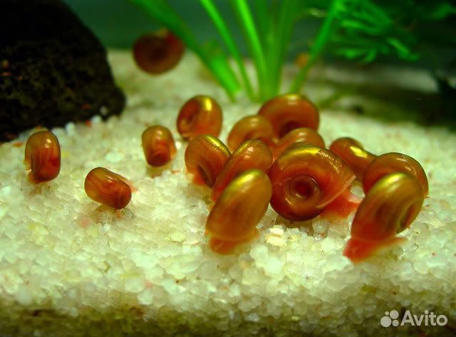 Улитки аквариумные физа и катушка / Роголистник