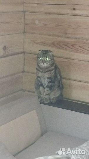 Шотландский вислоухий кот