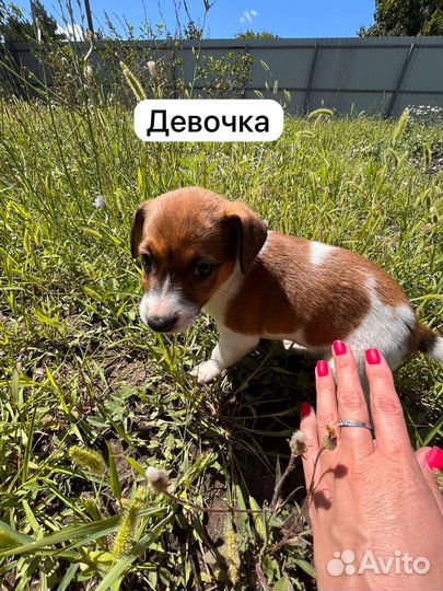 Щенки в добрые руки даром