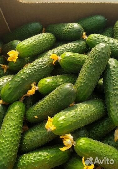 Семена Огурца 