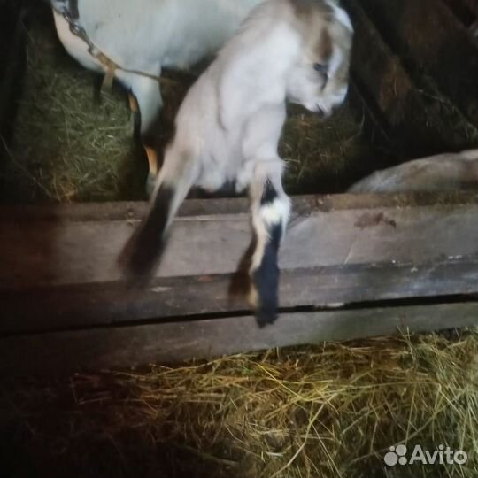 Козлята нубикоммори