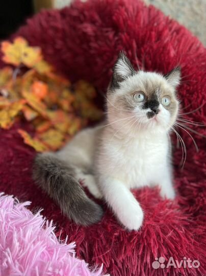 Шикарные котята