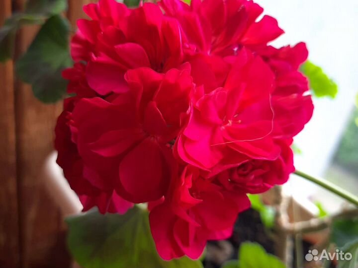 Пеларгония герань