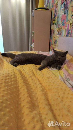 Кот Британец на вязку