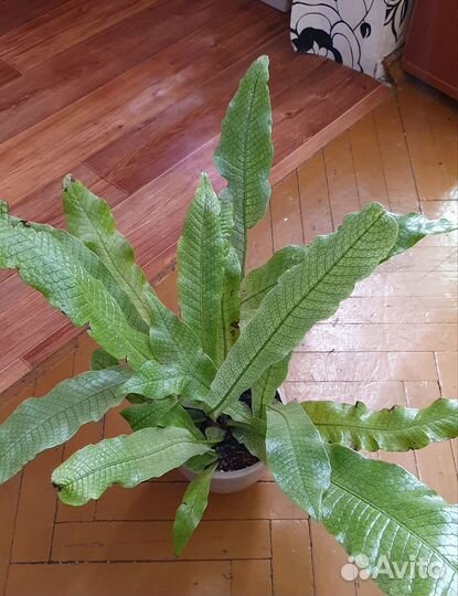 Папоротники, кротоны