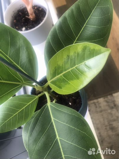 Фикусы срежу макушки