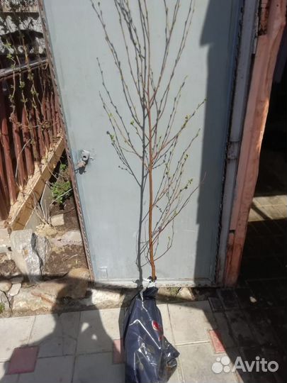 Растения для сада