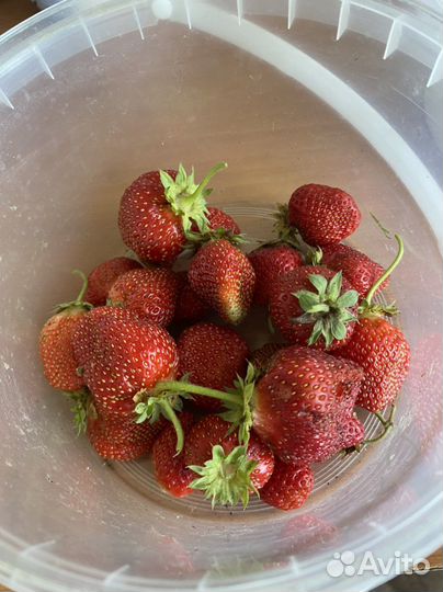 Виктория ремонтантная Елизавета 2