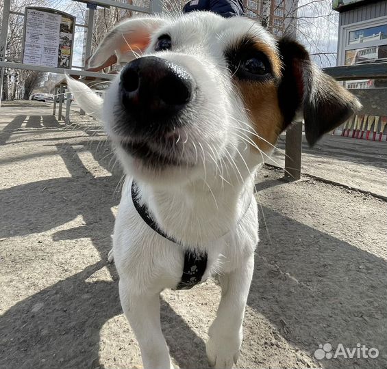 Собака