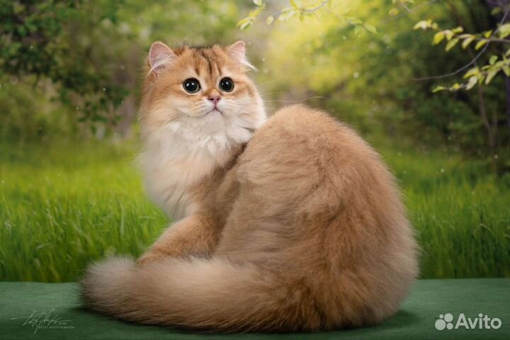 Кошка британская длинношерстная