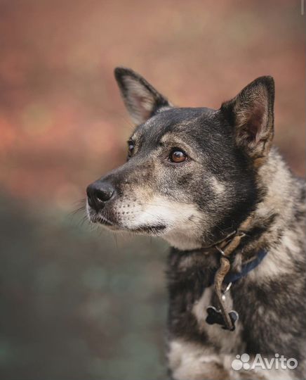 Есть ли шанс у скромной Иззи