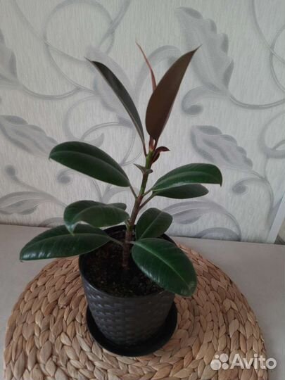 Комнатные цветы