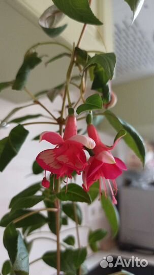 Фуксия магелланская