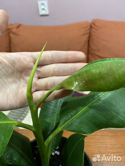 Фикус каучуконосный. Комнатные цветы