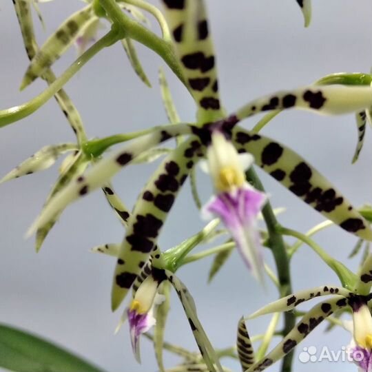 Редкие орхидеи