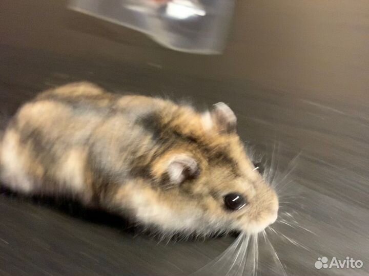 Джунгарский хомяк мальчик
