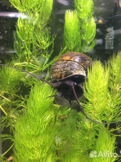 Чёрная ампулярия 