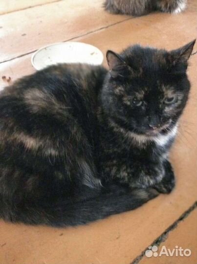 Стерилизованная