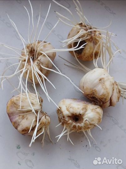 Луковицы рябчика императорского