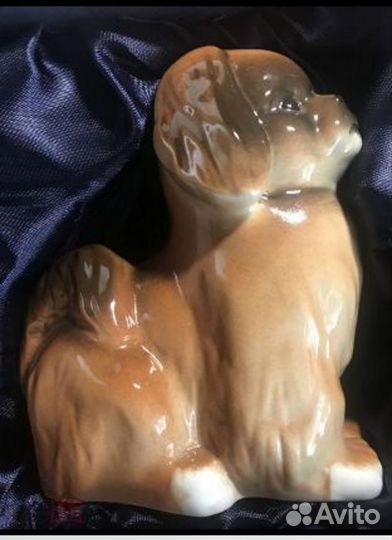 Собака Пекинес лфз