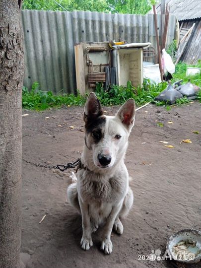 Щенки в добрые руки