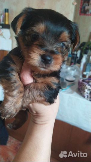 Йоркширский терьер