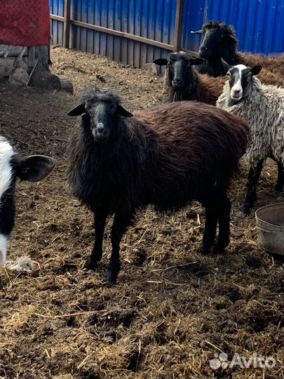 Овцы бараны,бык