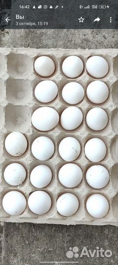 Домашние куриные яйца