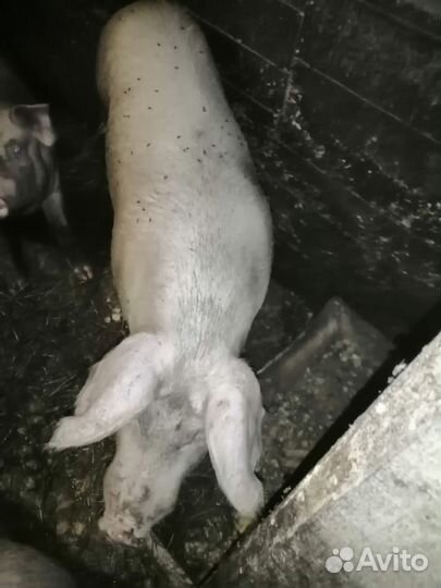 Кабан,коровы, бык