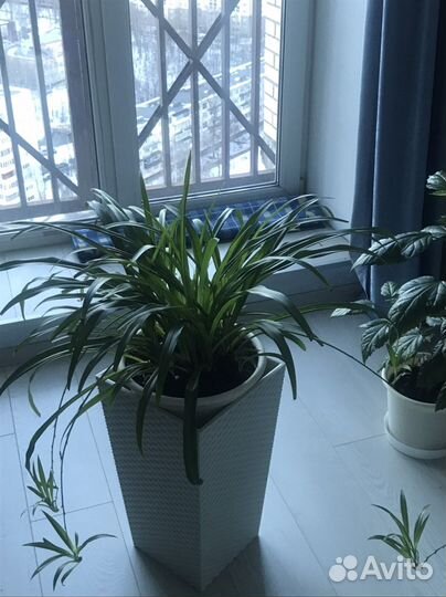 Растения комнатные