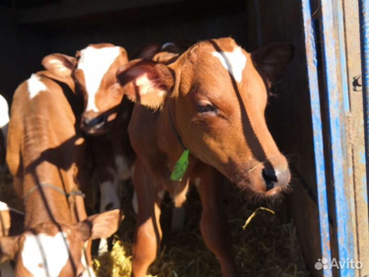 Бычки на откорм