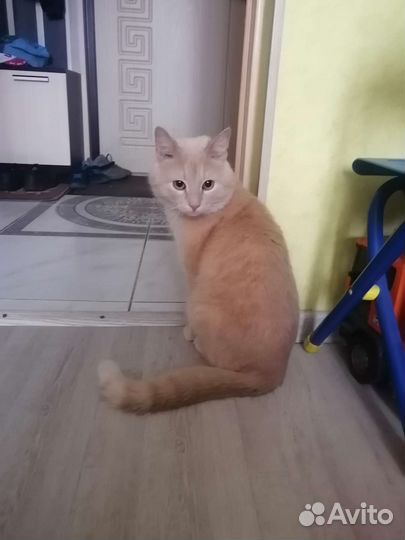 Отдам в добрые руки