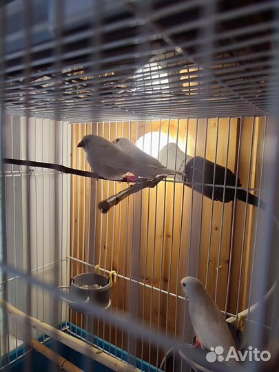 Зебровые амадины