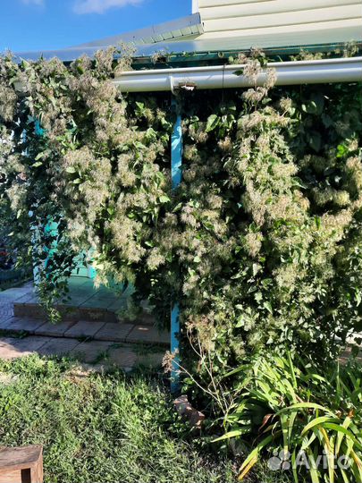 Саженцы клематиса