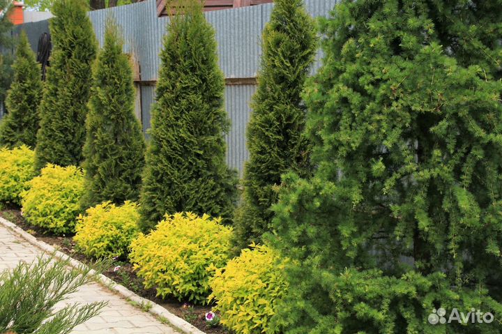 Туя для изгороди