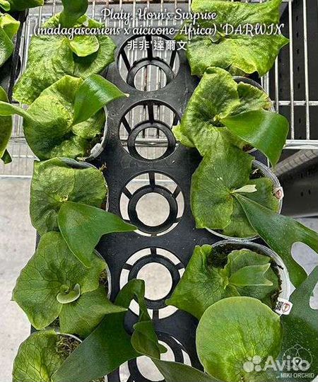 Platycerium(madagascariens x aiciconeAfrica) Darwi