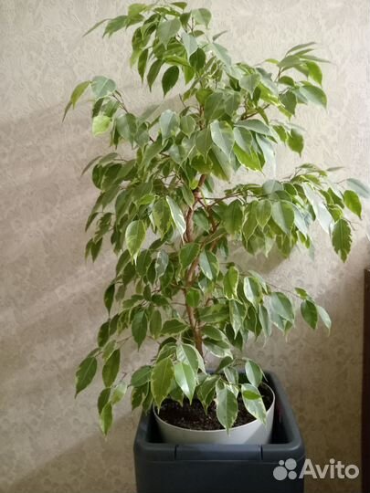 Фикус бенджамина пестролистный