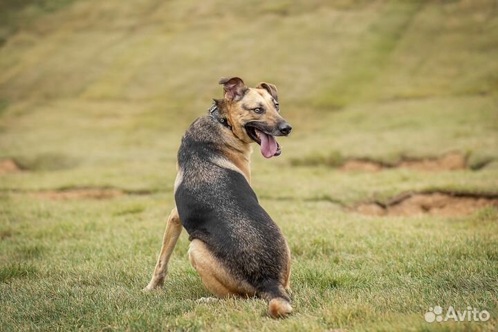 Арнольду нужен дом